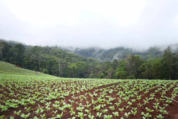 Kålfält Norra Thailand — Stockfoto