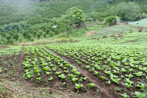 Tayland Kuzeyinde Lahana Tarlası — Stok fotoğraf