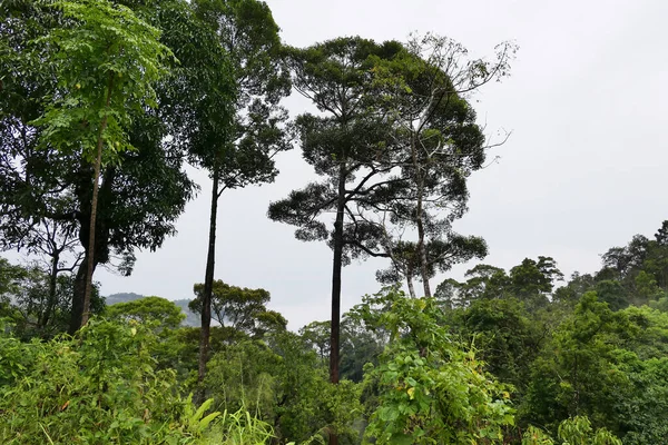 Yağmurdan Sonra Sisli Orman Manzarası — Stok fotoğraf