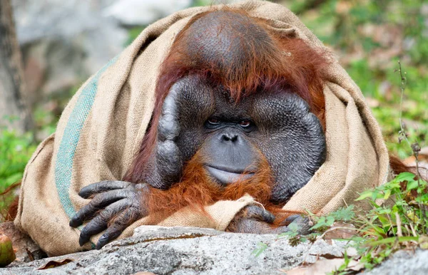 Portret Van Een Grote Mannelijke Orang Oetan — Stockfoto