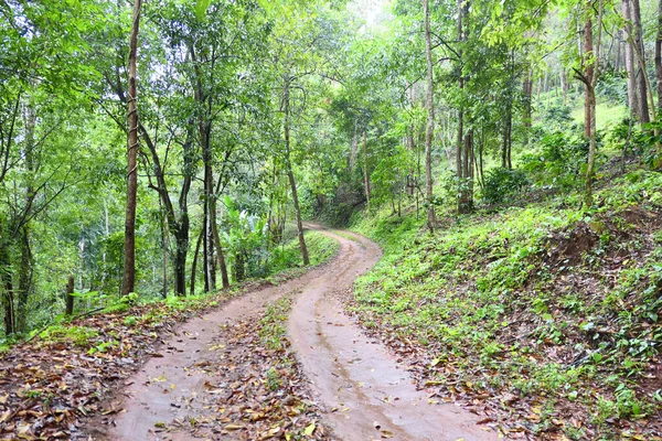 Dirty Jungle Road Rain — Stock Photo, Image