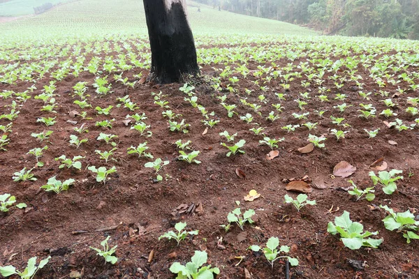 Campo Repollo Norte Tailandia — Foto de Stock