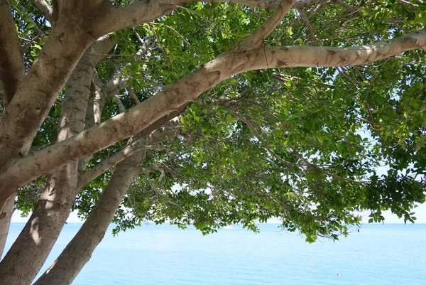 Vista Del Mar Tropical Través Del Árbol — Foto de Stock