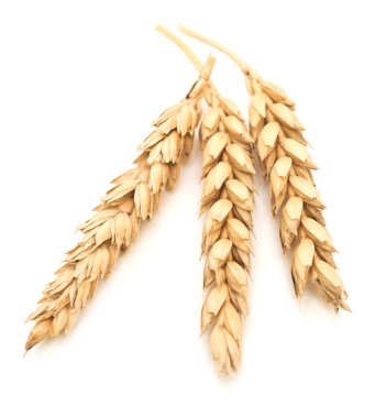 Beyaz arkaplanda yalıtılmış buğday kulakları