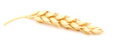 Buğday kulağı beyaza izole edilmiş