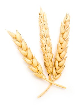 Beyaz arkaplanda yalıtılmış buğday kulakları