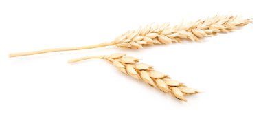 Beyaz arkaplanda yalıtılmış buğday kulakları