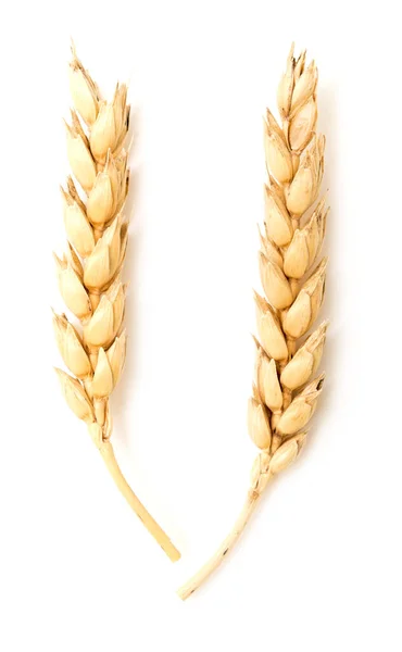 Pšeničné Uši Izolované Bílém Pozadí — Stock fotografie