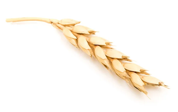 Pšeničné Ucho Izolované Bílé — Stock fotografie