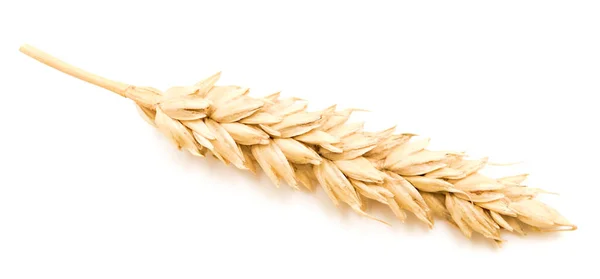 Pšeničné Ucho Izolované Bílé — Stock fotografie
