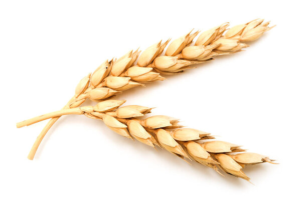 Wheat ears isolated on white background