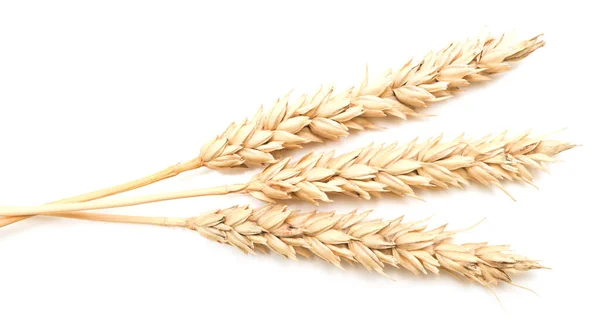 Wheat Ears Isolated White Background — Stock Photo, Image