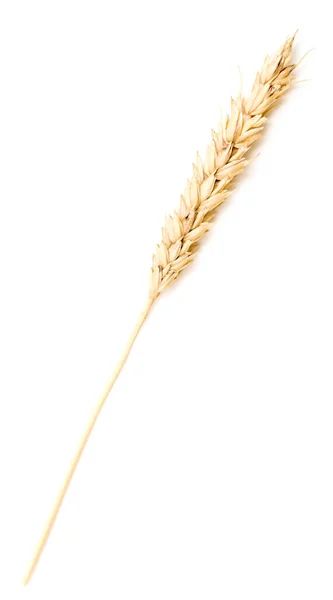 Wheat Ear Isolated White — Stock Photo, Image