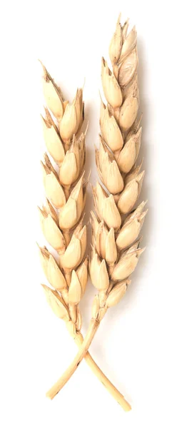 Wheat Ears Isolated White Background — Stock Photo, Image