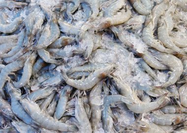 Pazarda taze karides.