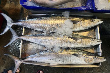 Pazarda taze barakuda.