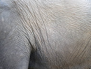 Arkaplan olarak fil derisi