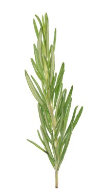 Beyaz arkaplanda biberiye izole edildi