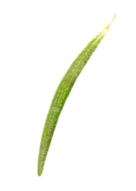 Beyaz arkaplanda izole edilmiş biberiye yaprağı