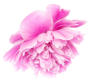 Beyaz arkaplanda şakayık izole