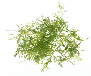 Doğranmış dereotu beyaz arkaplanda izole edildi