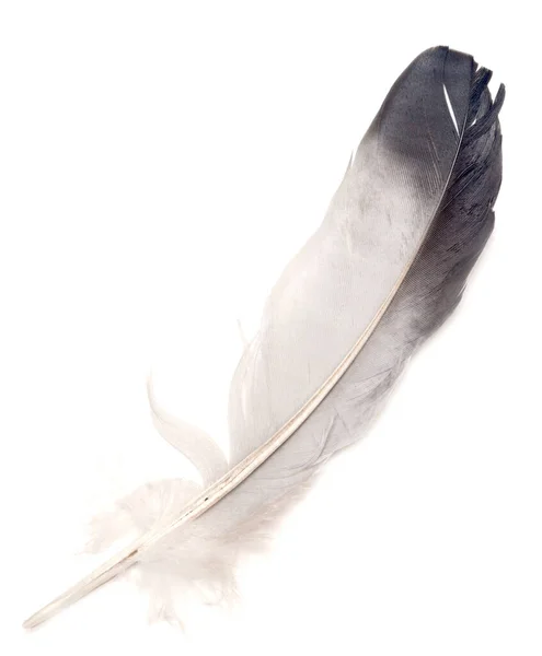 被白色背景隔离的羽毛 — 图库照片