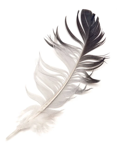 Feather Isolated White Background — Stock Photo, Image