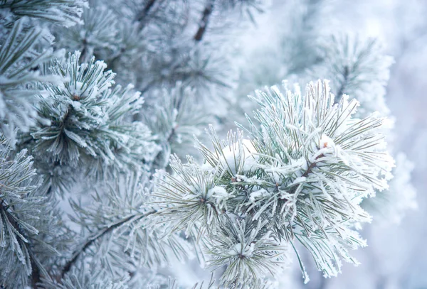 Winter Beautiful Tree Hoarfrost — Stock Photo, Image