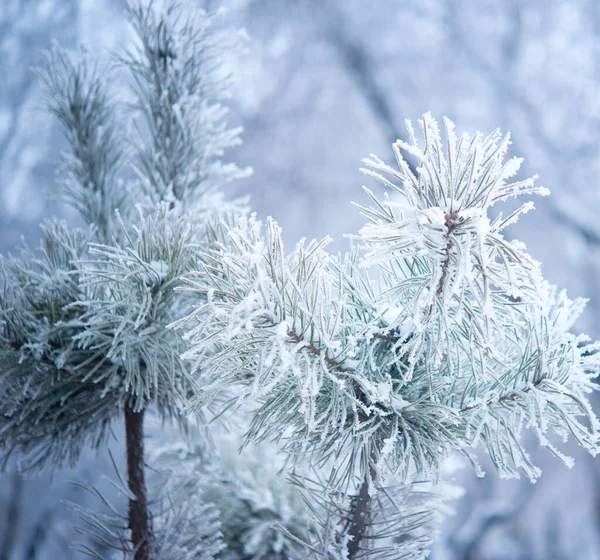 Winter Beautiful Tree Hoarfrost — Stock Photo, Image