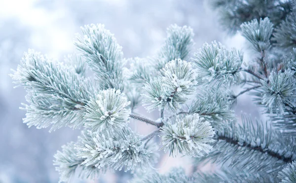 Winter Beautiful Tree Hoarfrost — Stock Photo, Image