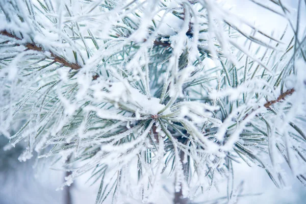 Winter Beautiful Tree Hoarfrost — Stock Photo, Image