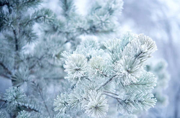 Inverno Bela Árvore Hoarfrost — Fotografia de Stock