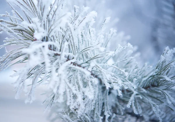 Inverno Bela Árvore Hoarfrost — Fotografia de Stock