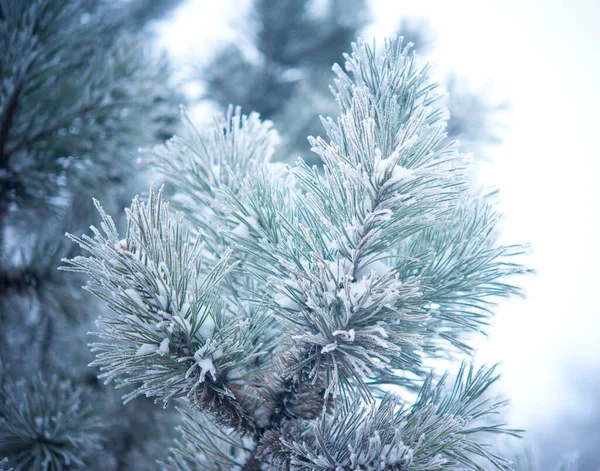 Inverno Bela Árvore Hoarfrost — Fotografia de Stock