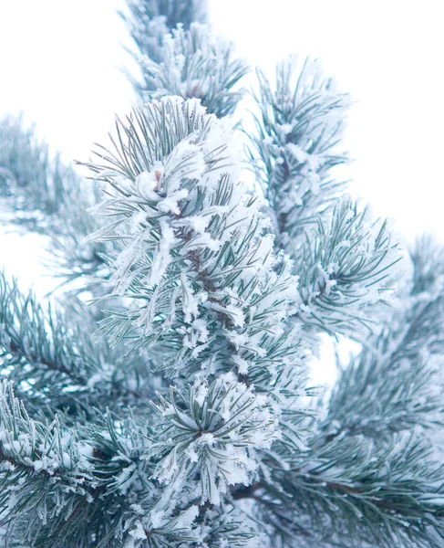 Vinter Vackert Träd Hjorfrost Isolerad Vit — Stockfoto