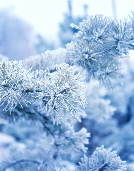 Inverno Bela Árvore Hoarfrost — Fotografia de Stock