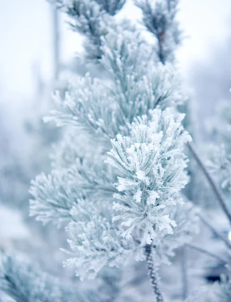 Inverno Bela Árvore Hoarfrost — Fotografia de Stock