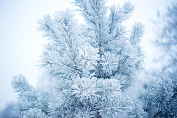 Tél Gyönyörű Rekedt Fagy — Stock Fotó