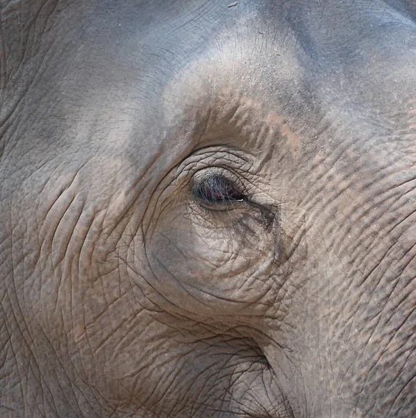 Nahaufnahme Eines Elefantenauges — Stockfoto
