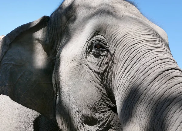 Närbild Skott Elefant Huvud — Stockfoto