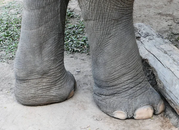 Close up shot of an elephant legs
