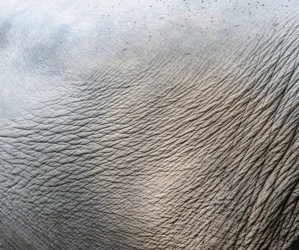 Elephant Skin Background — Stock Photo, Image