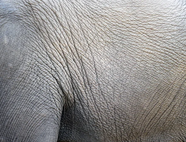 Elephant Huid Als Achtergrond — Stockfoto