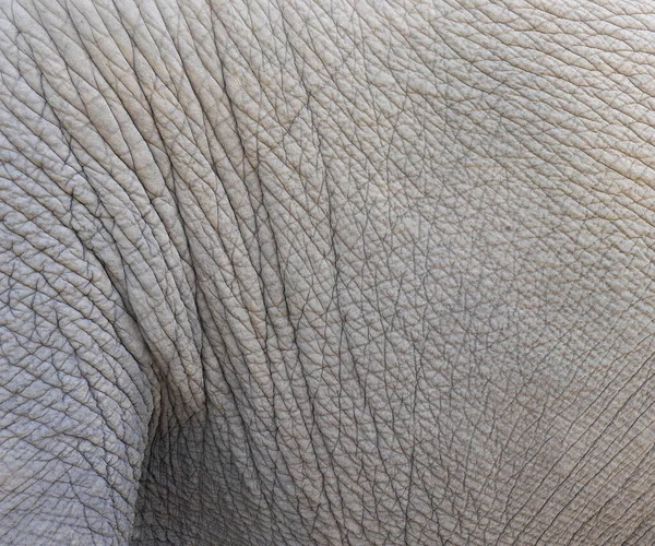 Elephant Huid Als Achtergrond — Stockfoto