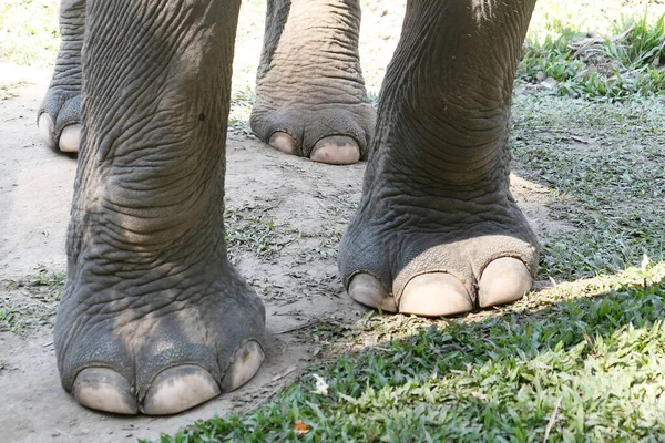 Närbild Skott Elefant Ben — Stockfoto