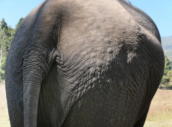 Bakifrån Elefant — Stockfoto