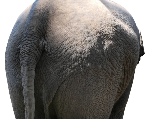 白地に孤立した象の後ろ姿 — ストック写真