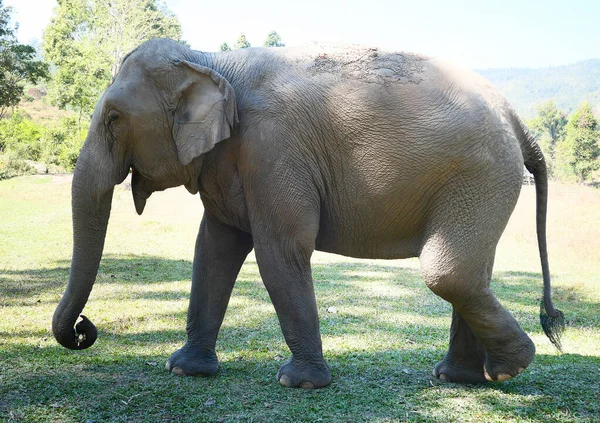 Närbild Skott Asiatisk Kvinnlig Elefant — Stockfoto