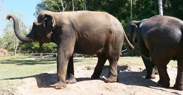 Close Shot Two Asian Elephants — Stock Photo, Image