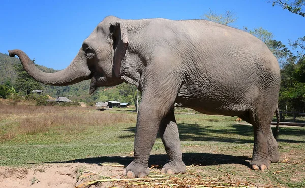 Close Tiro Feliz Asiático Elefante — Fotografia de Stock